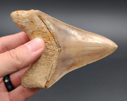 Collector Quality, 4.33" Fossil Megalodon Tooth - Indonesia