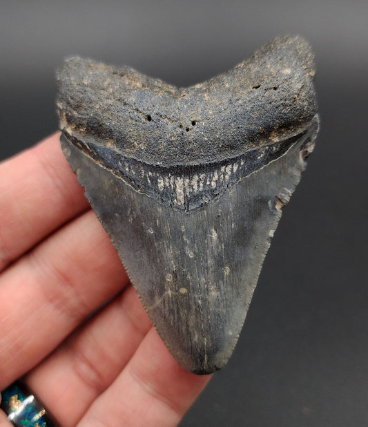 Authentic, 2.79" Fossil Megalodon Tooth - Venice, Florida