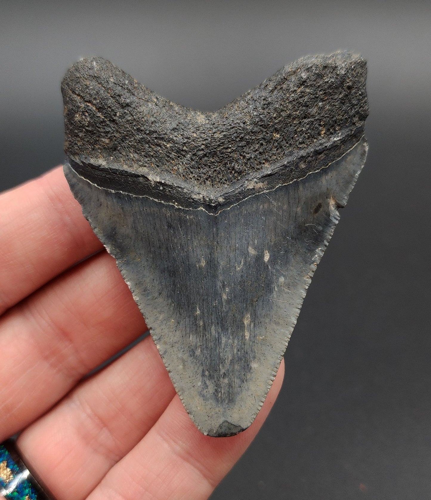 Authentic, 2.79" Fossil Megalodon Tooth - Venice, Florida