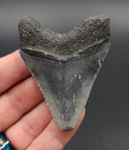 Authentic, 2.79" Fossil Megalodon Tooth - Venice, Florida