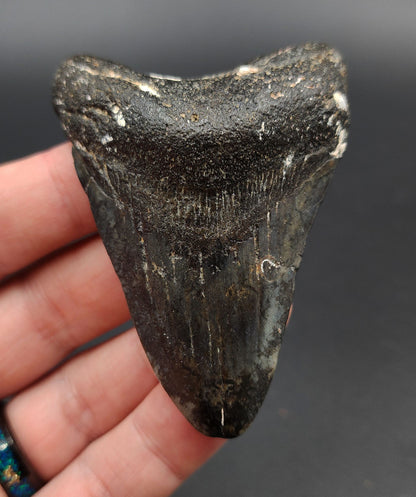 Authentic, 2.99" Fossil Megalodon Tooth - Venice, Florida