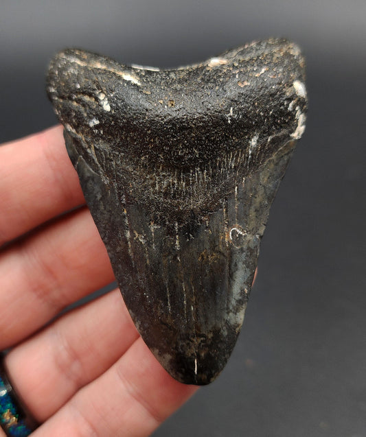 Authentic, 2.99" Fossil Megalodon Tooth - Venice, Florida