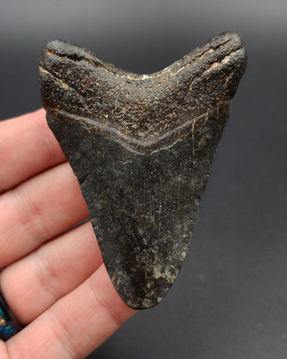 Authentic, 2.99" Fossil Megalodon Tooth - Venice, Florida