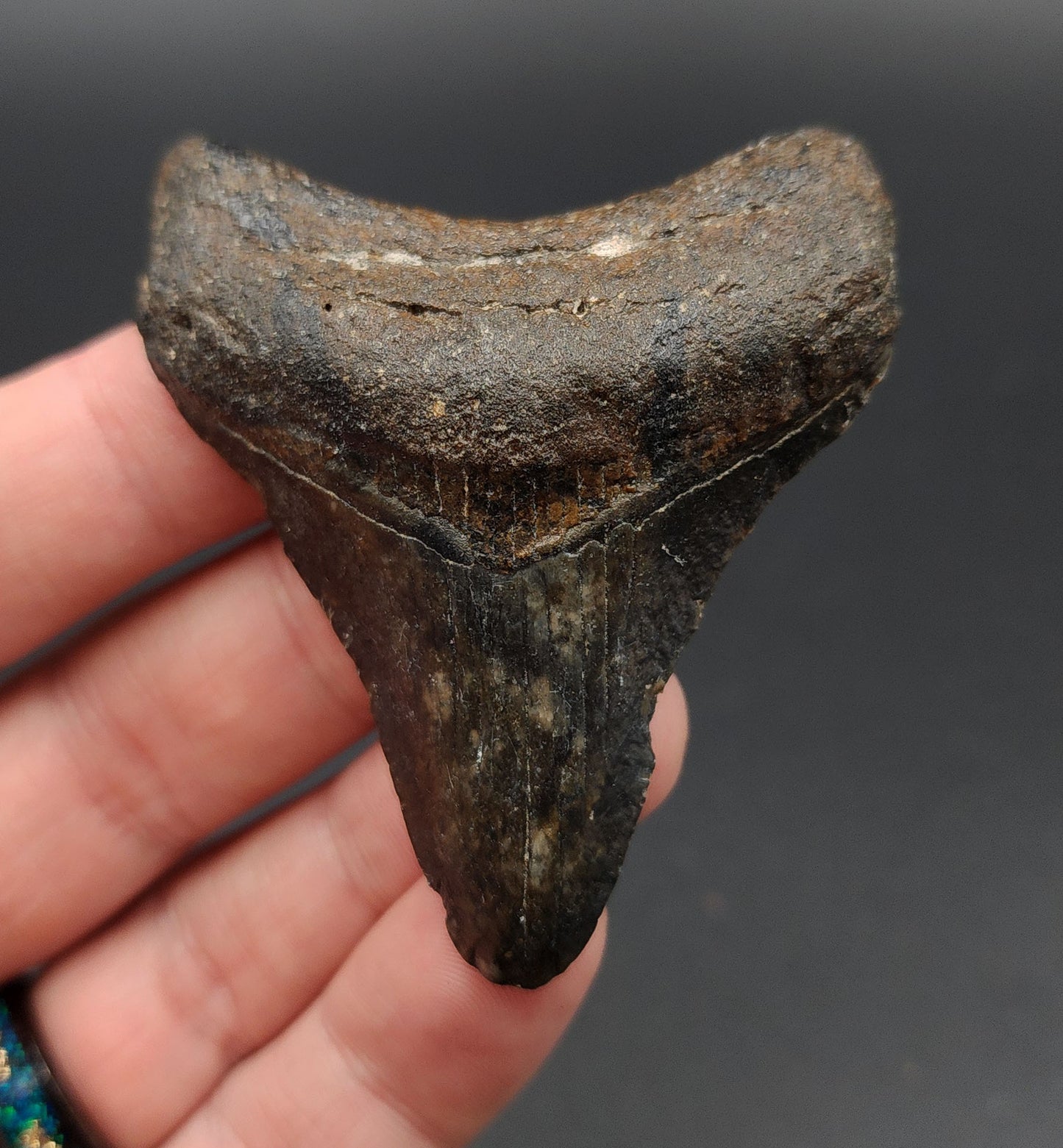 Authentic, 2.63" Fossil Megalodon Tooth - Venice, Florida