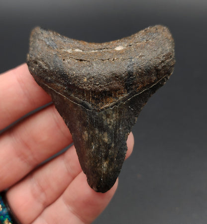 Authentic, 2.63" Fossil Megalodon Tooth - Venice, Florida