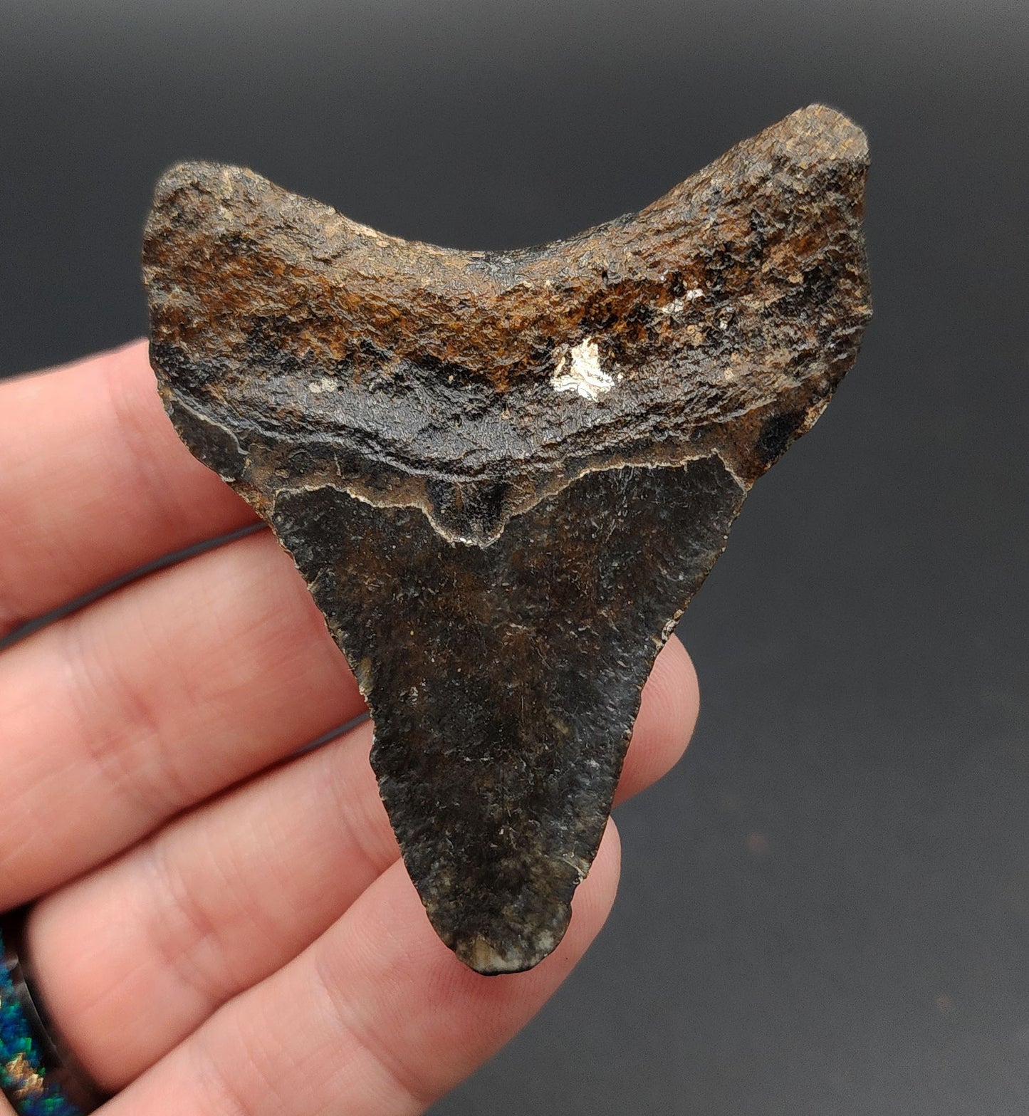 Authentic, 2.63" Fossil Megalodon Tooth - Venice, Florida