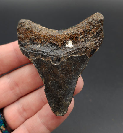 Authentic, 2.63" Fossil Megalodon Tooth - Venice, Florida