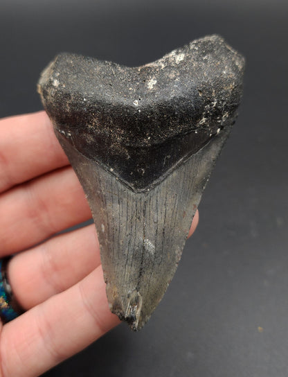 Authentic, 3.38" Fossil Megalodon Tooth - Venice, Florida
