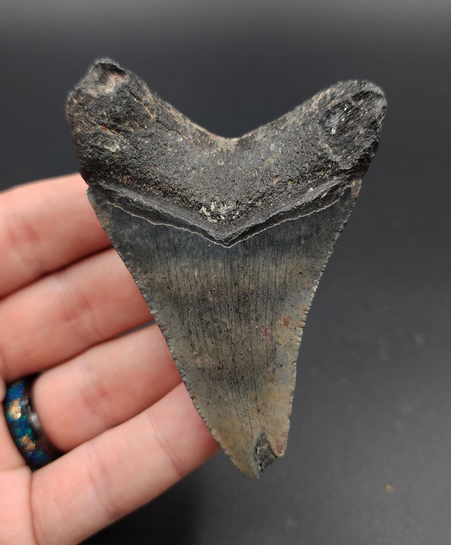 Authentic, 3.38" Fossil Megalodon Tooth - Venice, Florida