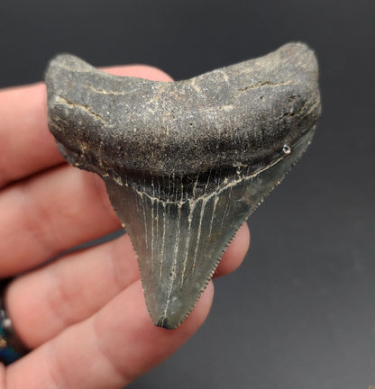 Authentic, 2.44" Fossil Megalodon Tooth - Venice, Florida