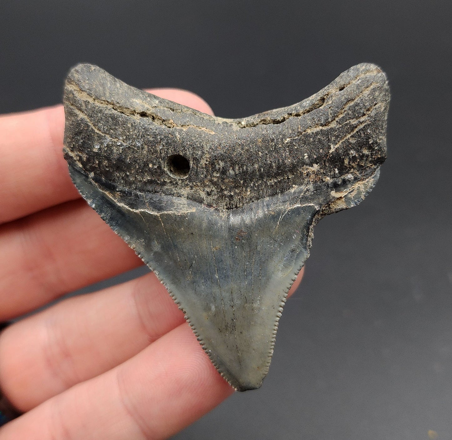 Authentic, 2.44" Fossil Megalodon Tooth - Venice, Florida