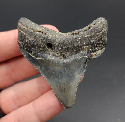 Authentic, 2.44" Fossil Megalodon Tooth - Venice, Florida