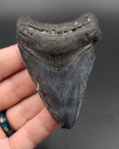 Authentic, 3.37" Fossil Megalodon Tooth - Venice, Florida
