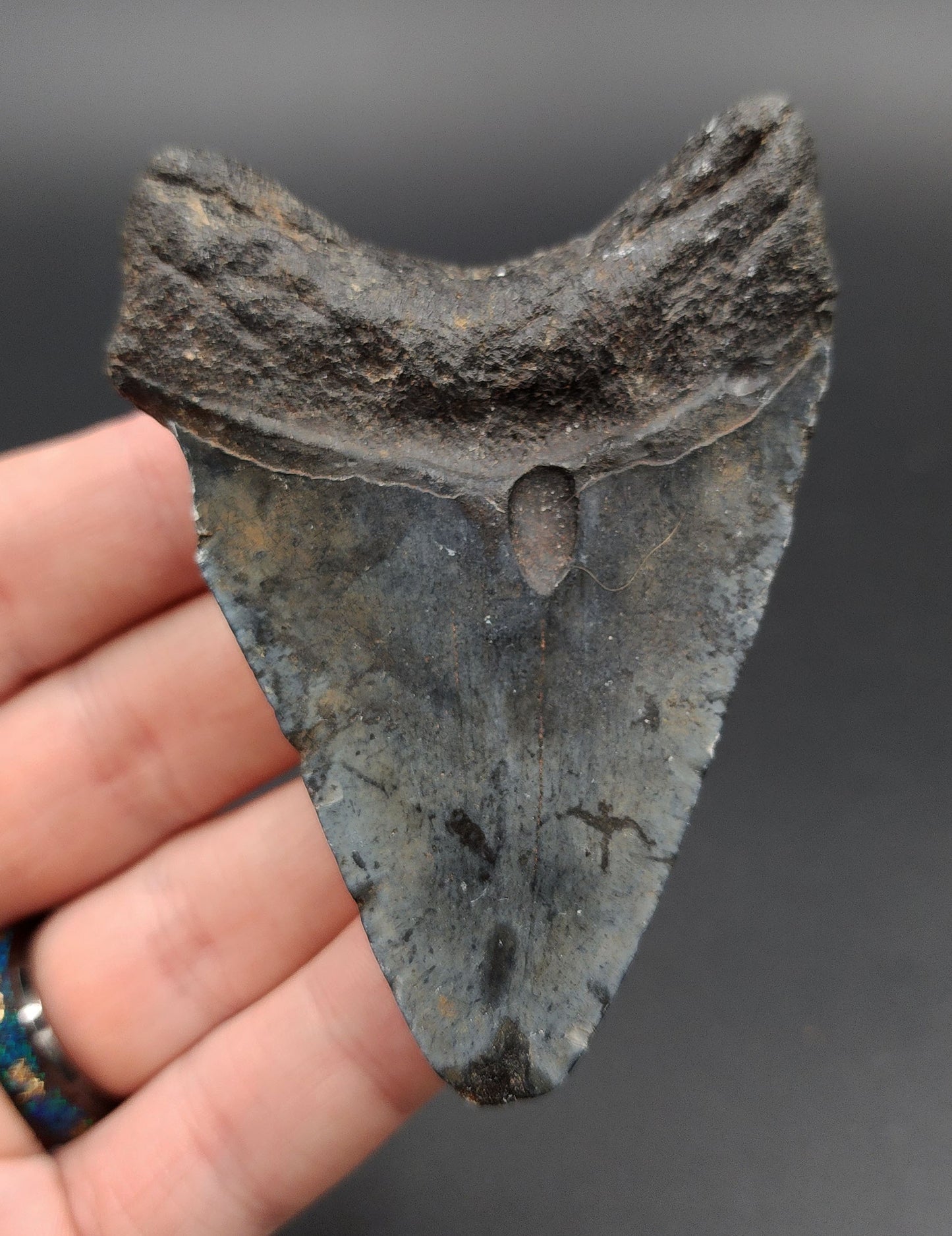 Authentic, 3.37" Fossil Megalodon Tooth - Venice, Florida