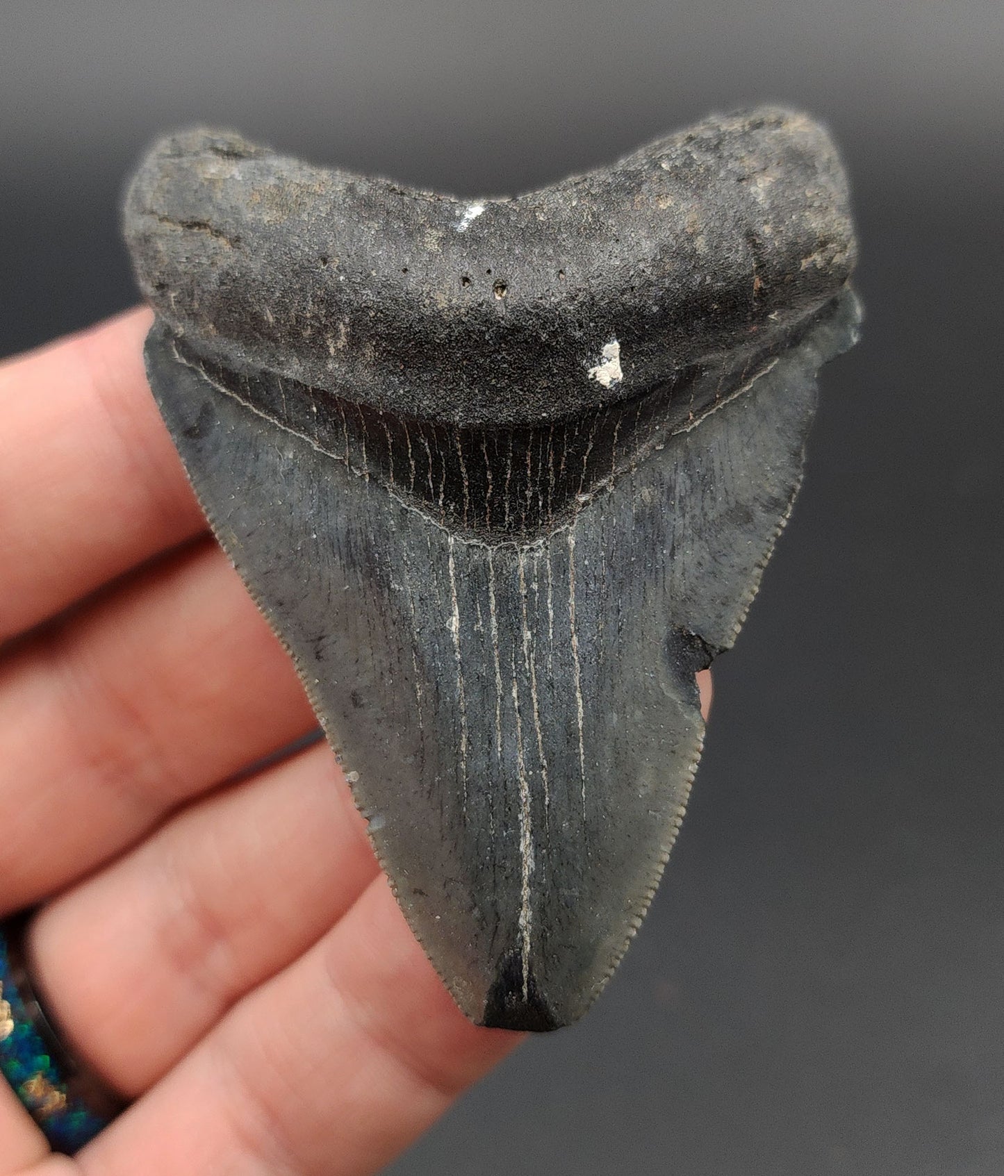 Authentic, 2.83" Fossil Megalodon Tooth - Venice, Florida