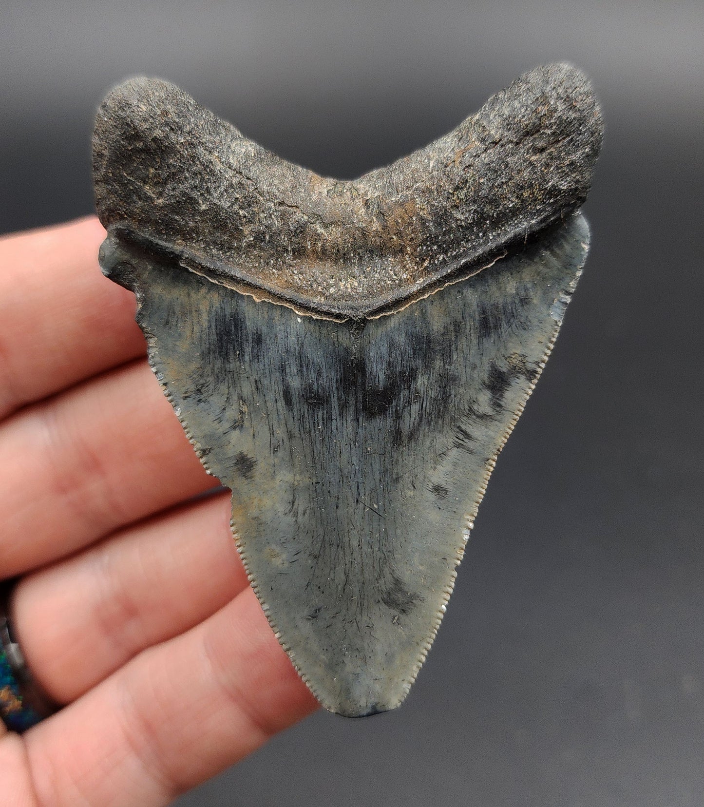 Authentic, 2.83" Fossil Megalodon Tooth - Venice, Florida