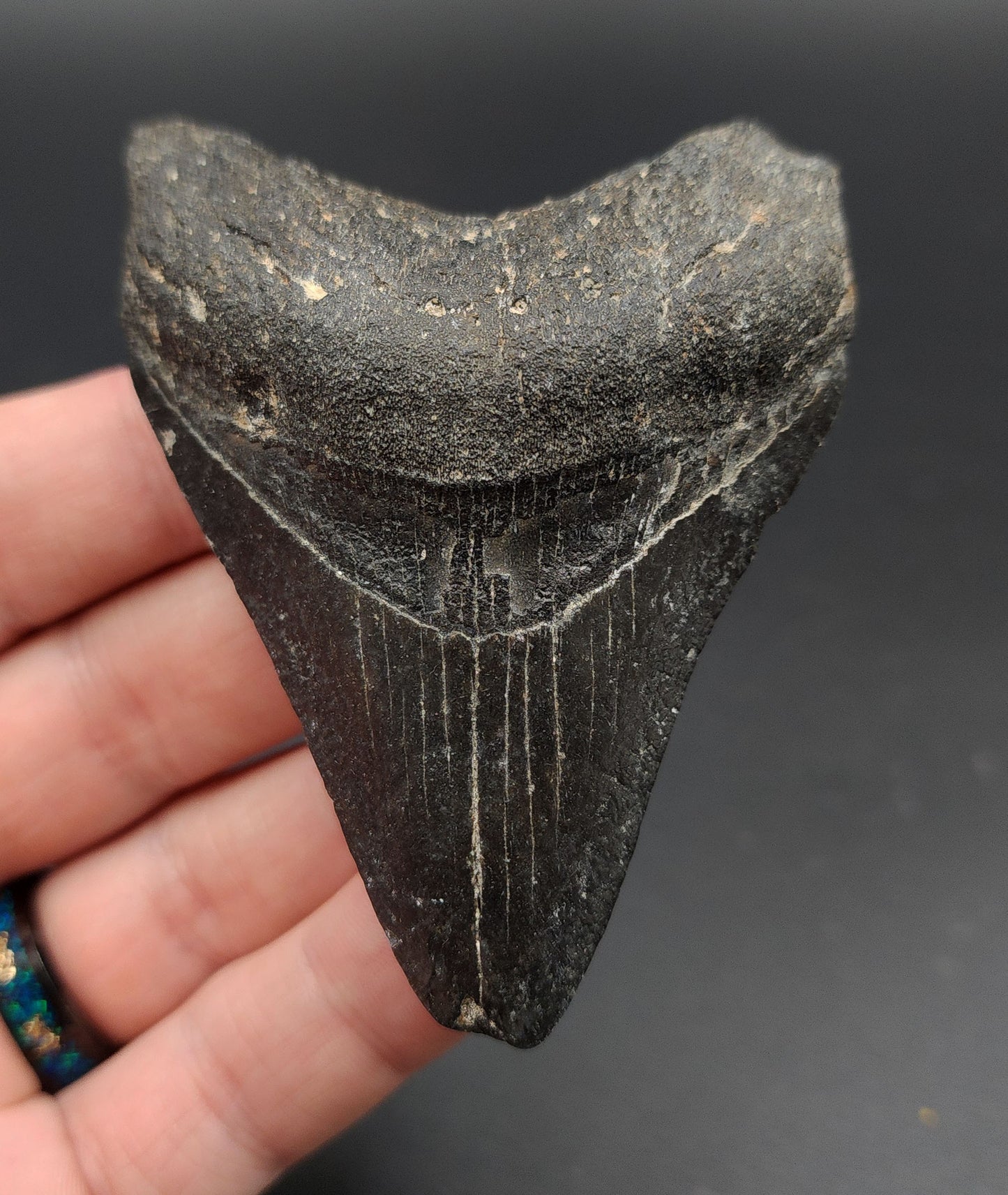 Authentic, 3.26" Fossil Megalodon Tooth - Venice, Florida