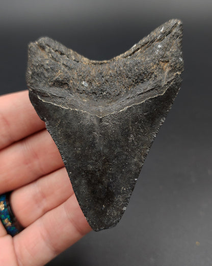 Authentic, 3.26" Fossil Megalodon Tooth - Venice, Florida