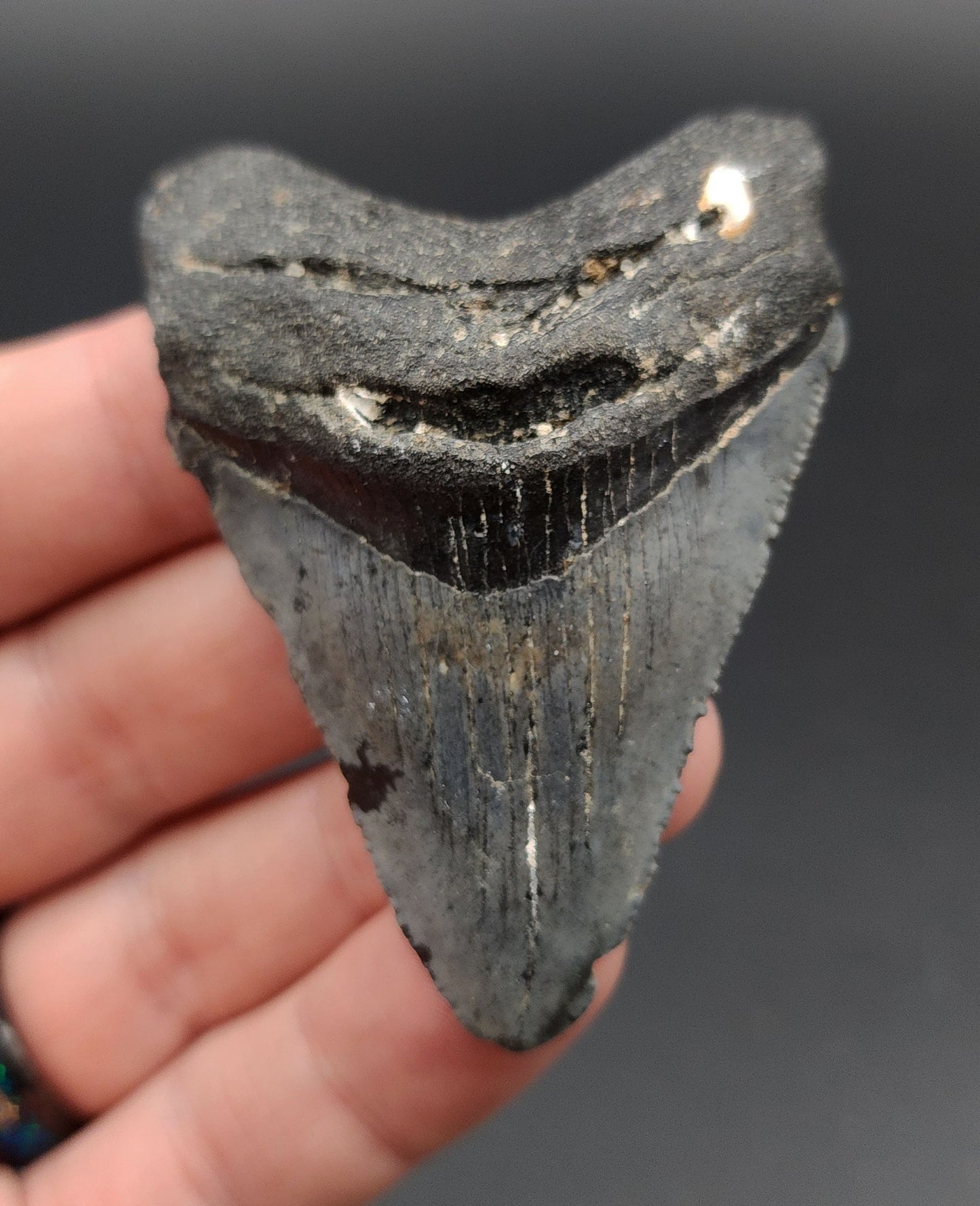 Authentic, 2.61" Fossil Megalodon Tooth - Venice, Florida