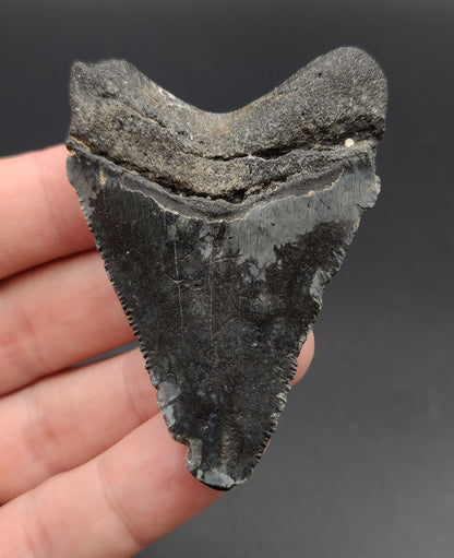 Authentic, 2.61" Fossil Megalodon Tooth - Venice, Florida