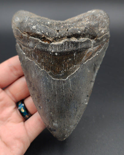 Authentic, 5.09" Fossil Megalodon Tooth - Venice, Florida