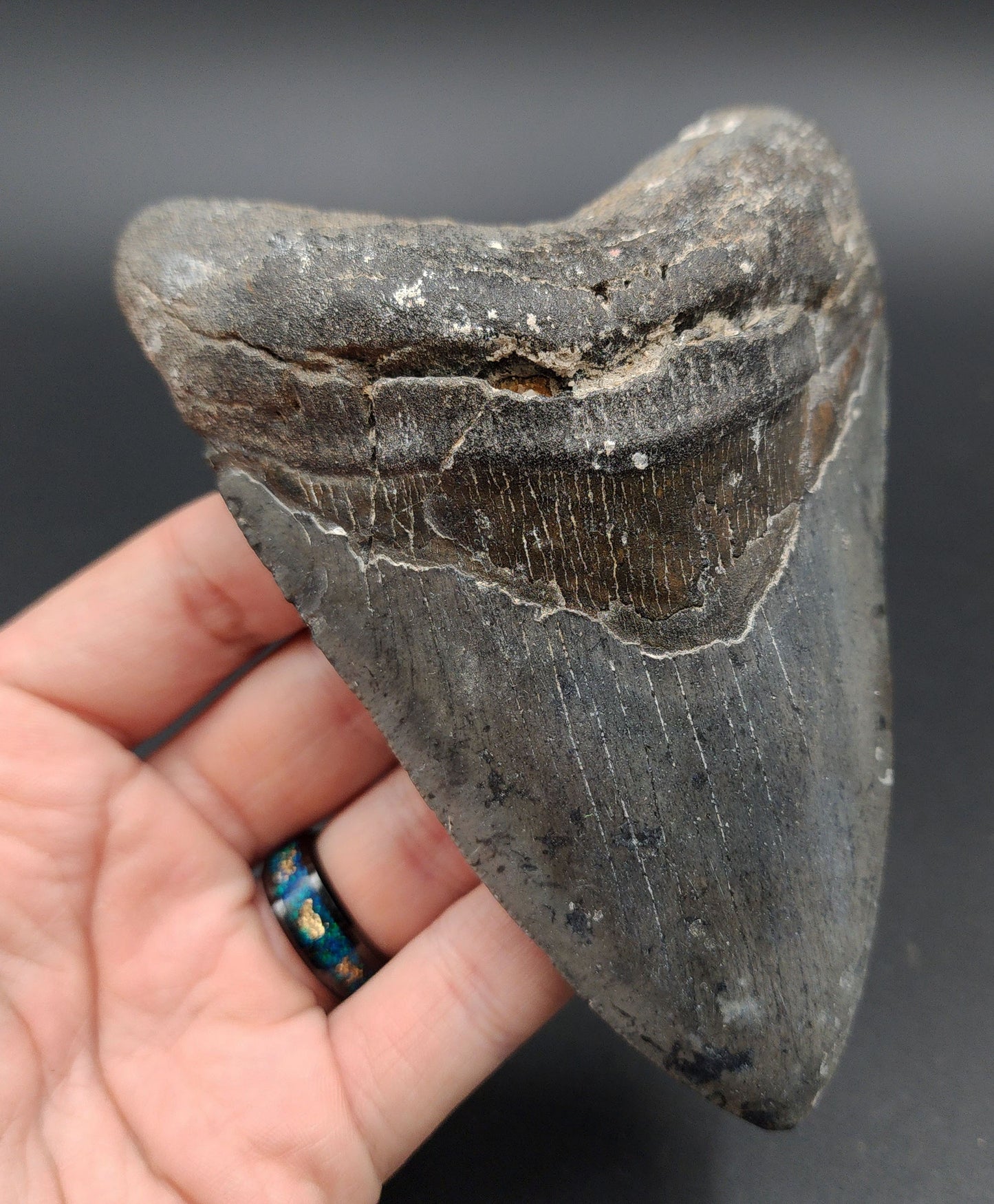 Authentic, 5.09" Fossil Megalodon Tooth - Venice, Florida