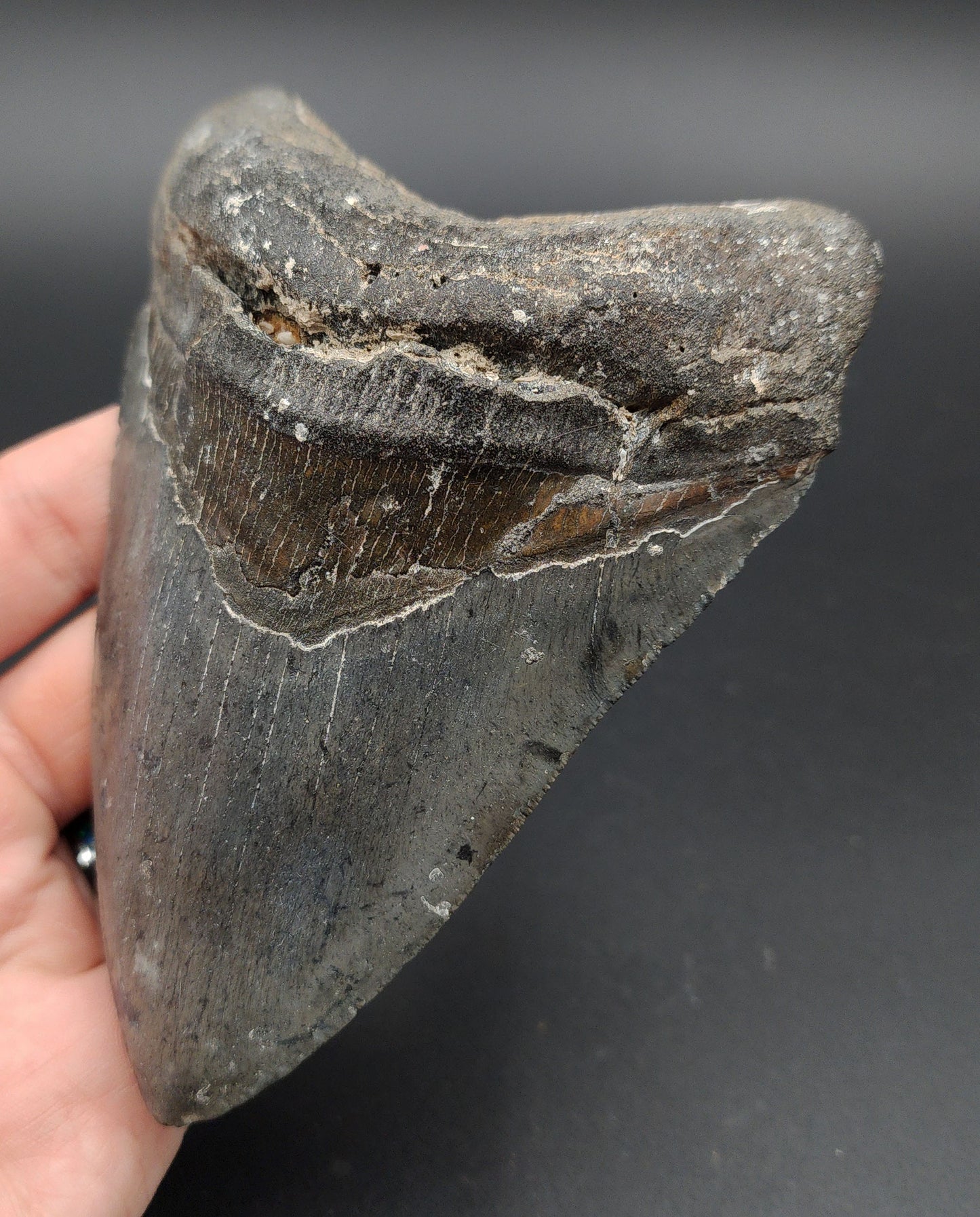 Authentic, 5.09" Fossil Megalodon Tooth - Venice, Florida