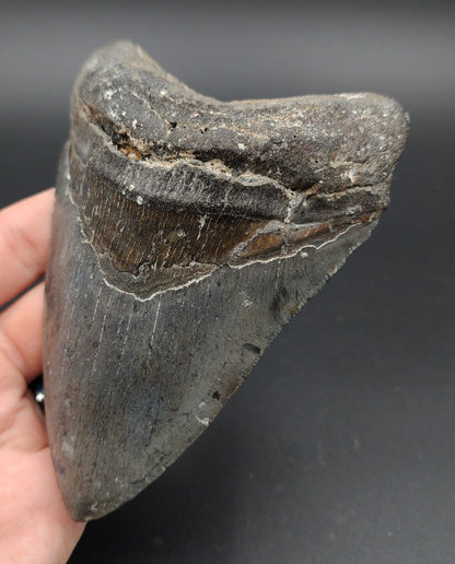 Authentic, 5.09" Fossil Megalodon Tooth - Venice, Florida
