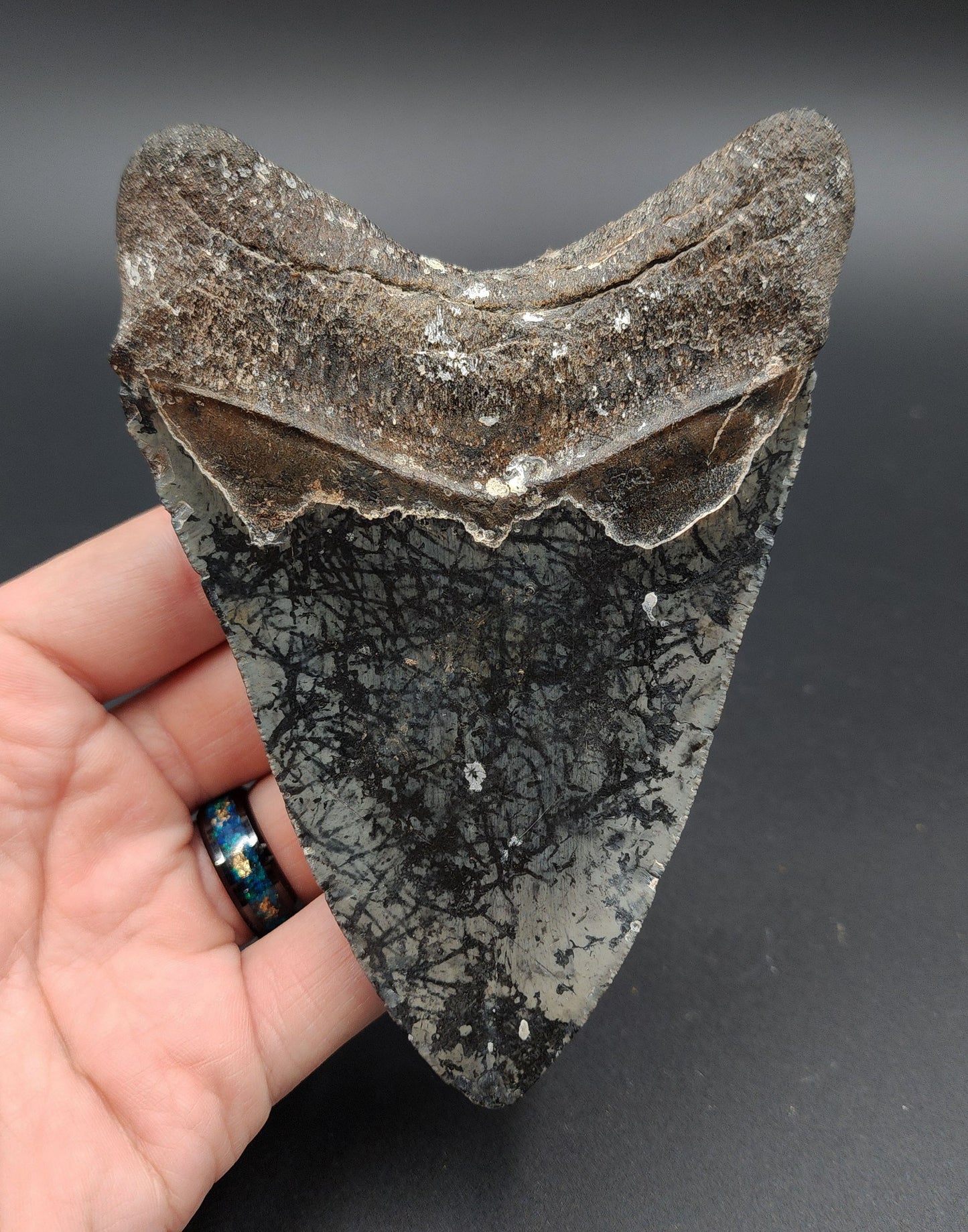 Authentic, 5.09" Fossil Megalodon Tooth - Venice, Florida