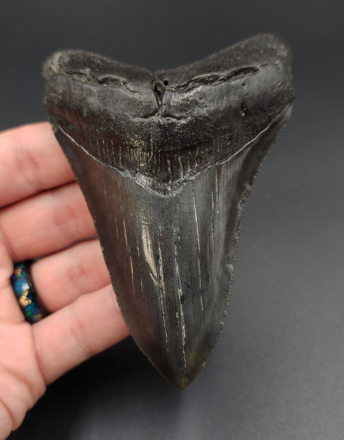 Authentic, 4.18" Fossil Megalodon Tooth - South Carolina