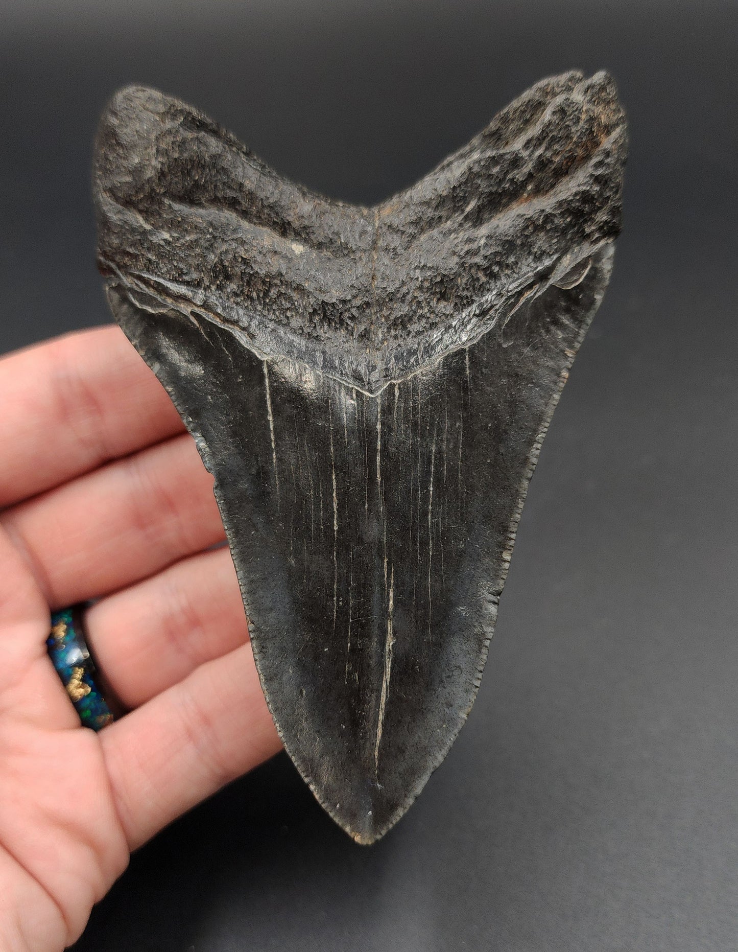 Authentic, 4.18" Fossil Megalodon Tooth - South Carolina