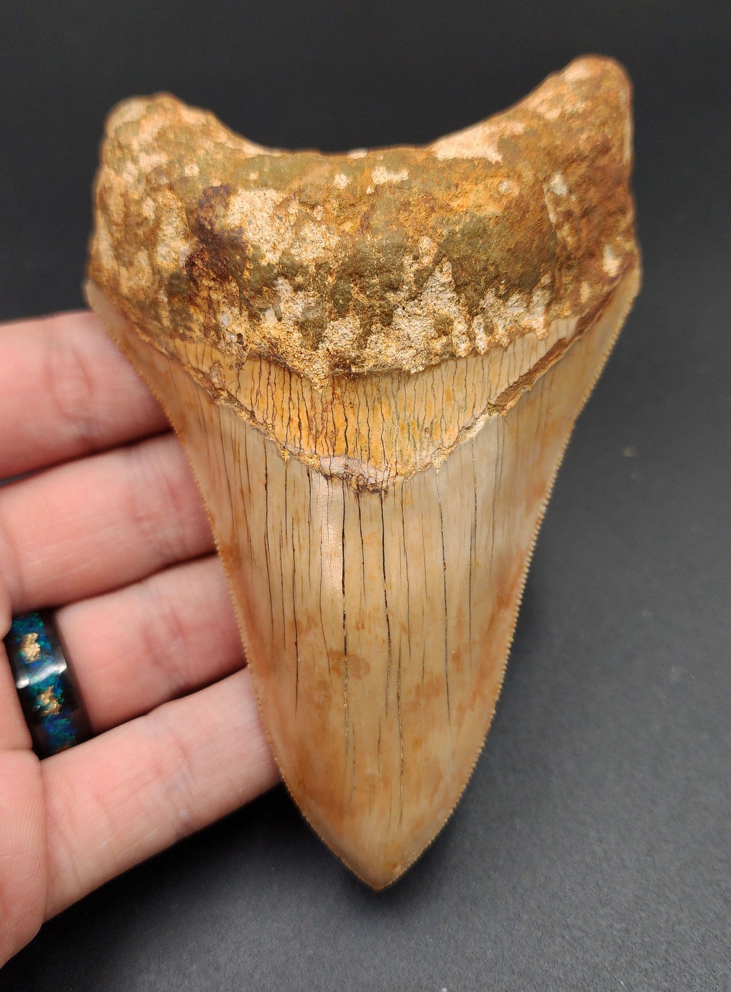 Authentic, 4.77" Fossil Megalodon Tooth - Indonesia