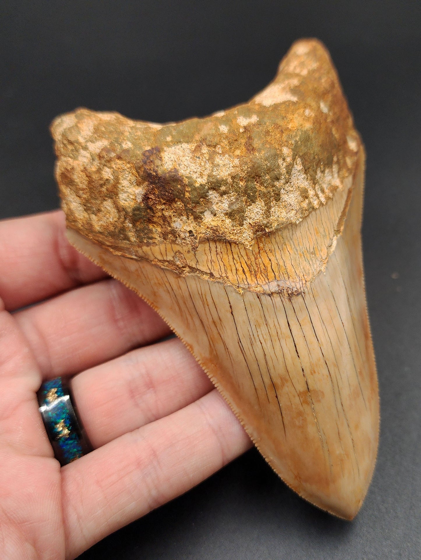 Authentic, 4.77" Fossil Megalodon Tooth - Indonesia