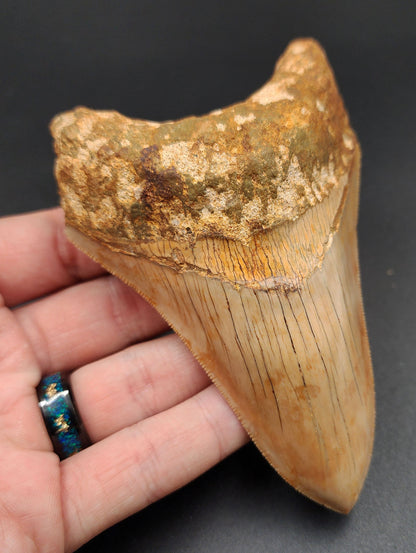 Authentic, 4.77" Fossil Megalodon Tooth - Indonesia