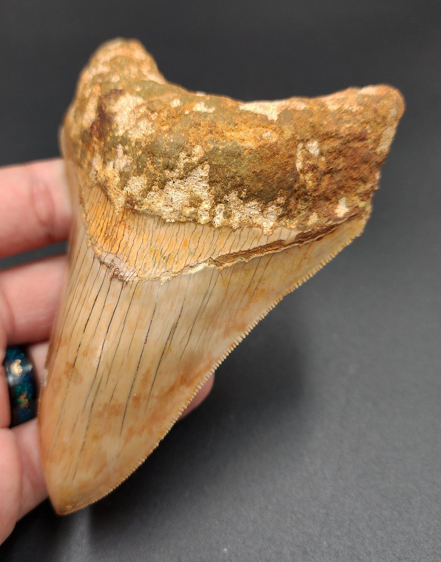 Authentic, 4.77" Fossil Megalodon Tooth - Indonesia