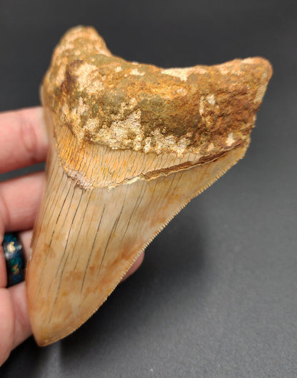 Authentic, 4.77" Fossil Megalodon Tooth - Indonesia