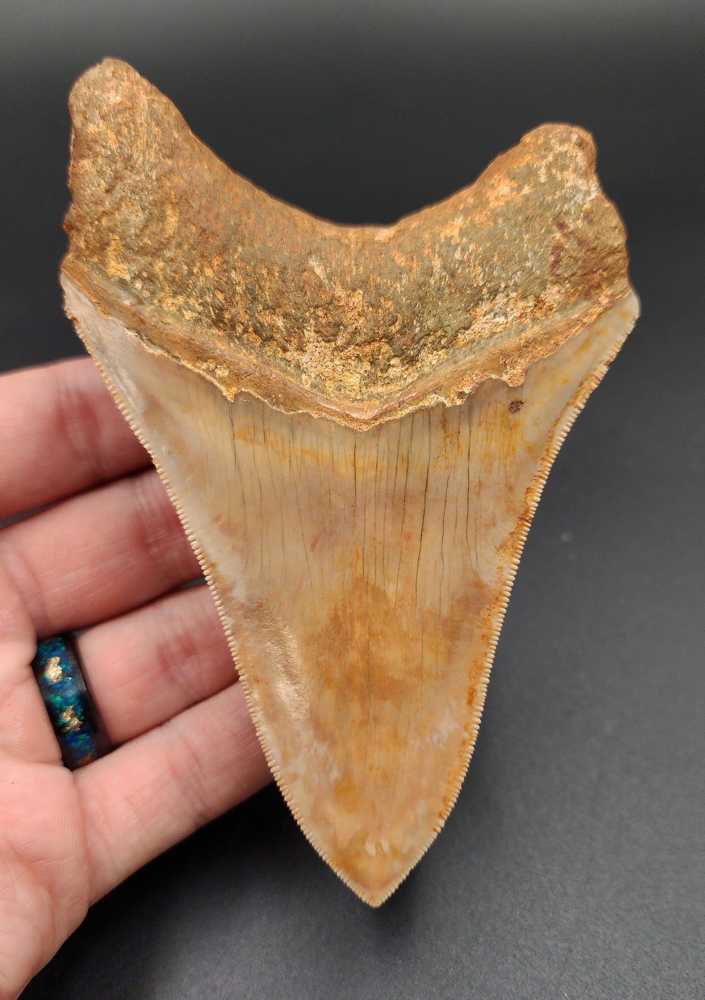 Authentic, 4.77" Fossil Megalodon Tooth - Indonesia