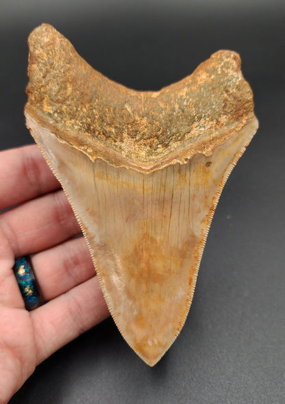 Authentic, 4.77" Fossil Megalodon Tooth - Indonesia