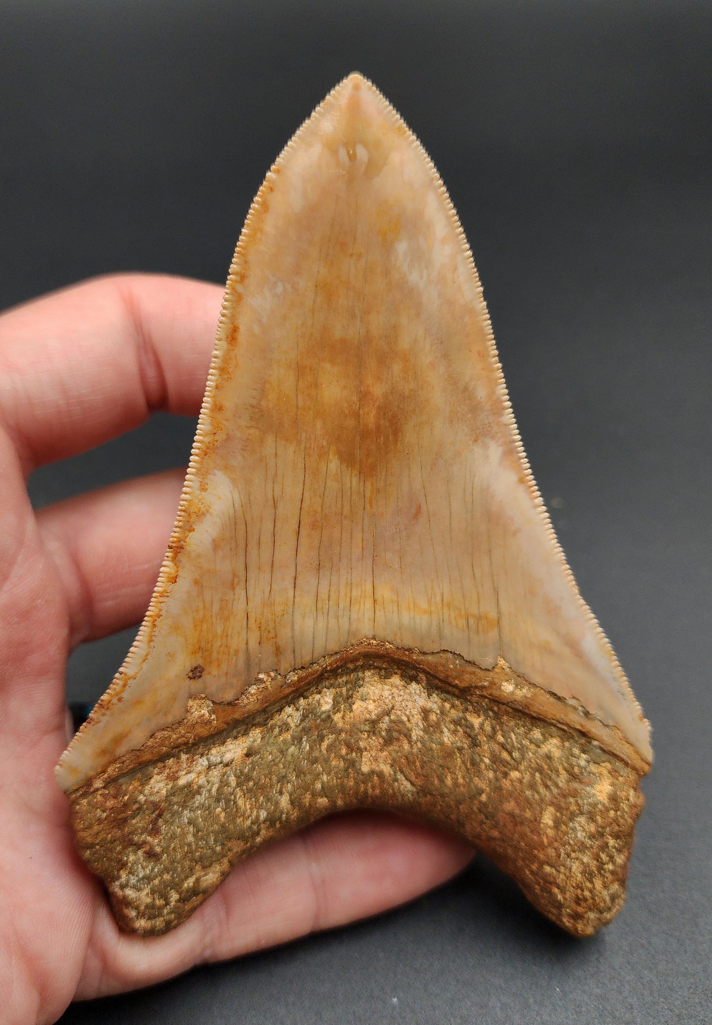 Authentic, 4.77" Fossil Megalodon Tooth - Indonesia