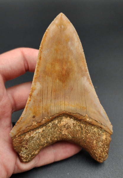 Authentic, 4.77" Fossil Megalodon Tooth - Indonesia