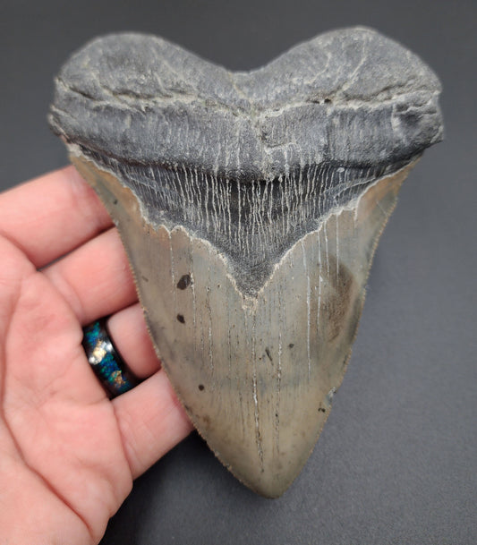 Authentic, 5.24" Fossil Megalodon Tooth - Meg Ledge