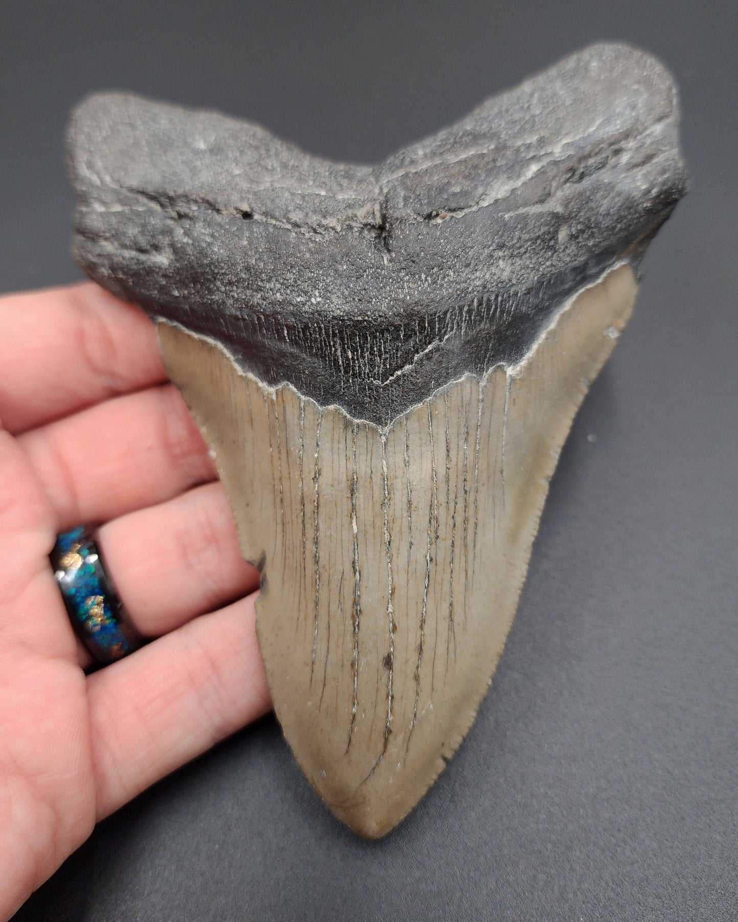 Authentic, 5.13" Fossil Megalodon Tooth - Meg Ledge