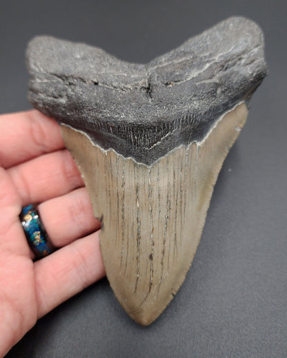 Authentic, 5.13" Fossil Megalodon Tooth - Meg Ledge
