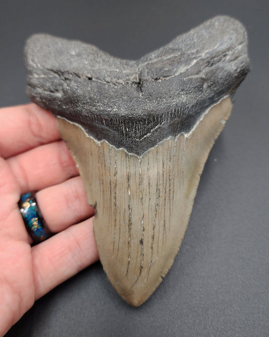 Authentic, 5.13" Fossil Megalodon Tooth - Meg Ledge