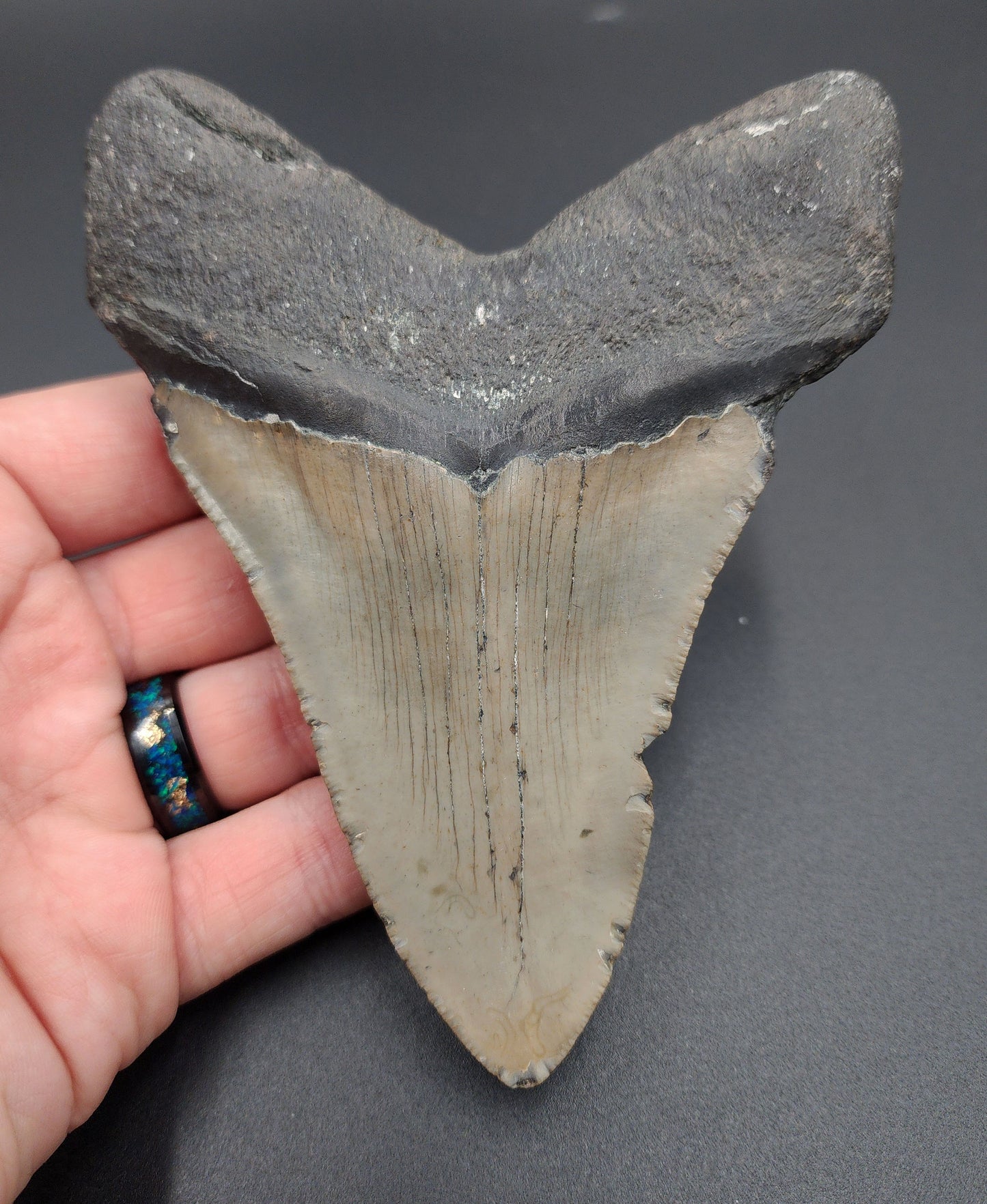 Authentic, 5.13" Fossil Megalodon Tooth - Meg Ledge