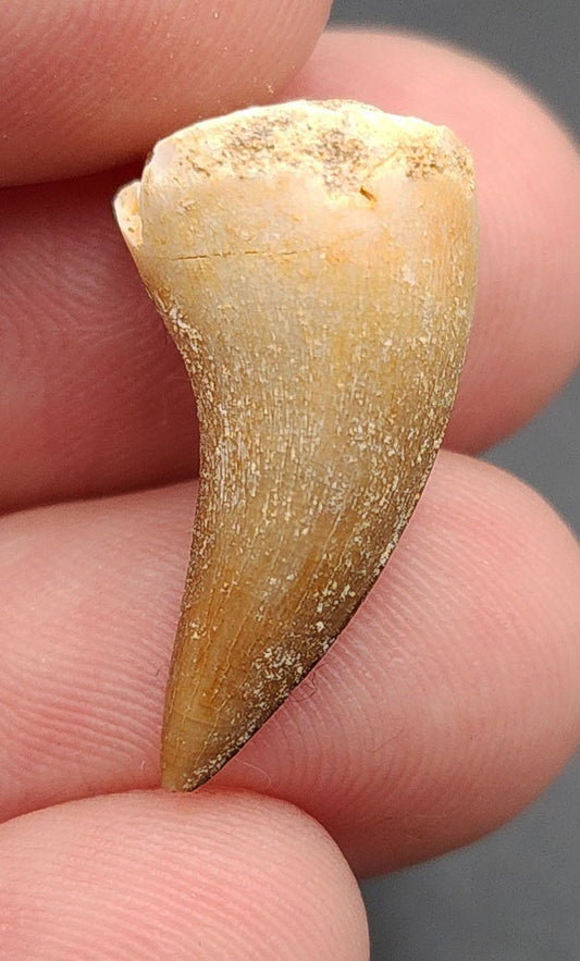 Authentic, 0.92" Mosasaur Tooth - Morocco