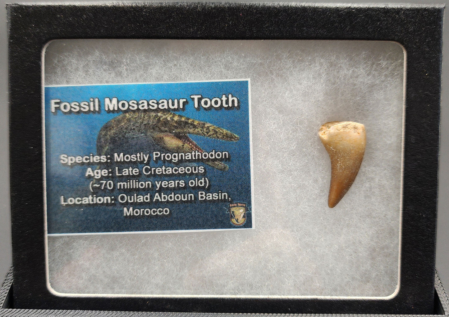 Authentic, 0.92" Mosasaur Tooth - Morocco