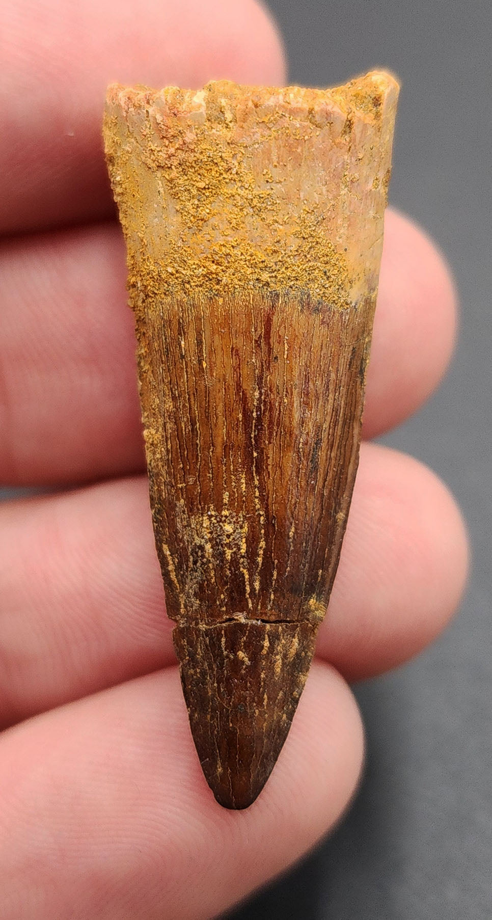 Authentic, 1.58" Spinosaurus Tooth - Real Dinosaur Tooth