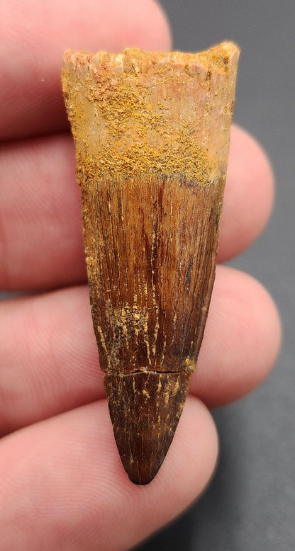 Authentic, 1.58" Spinosaurus Tooth - Real Dinosaur Tooth