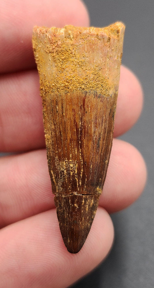 Authentic, 1.58" Spinosaurus Tooth - Real Dinosaur Tooth